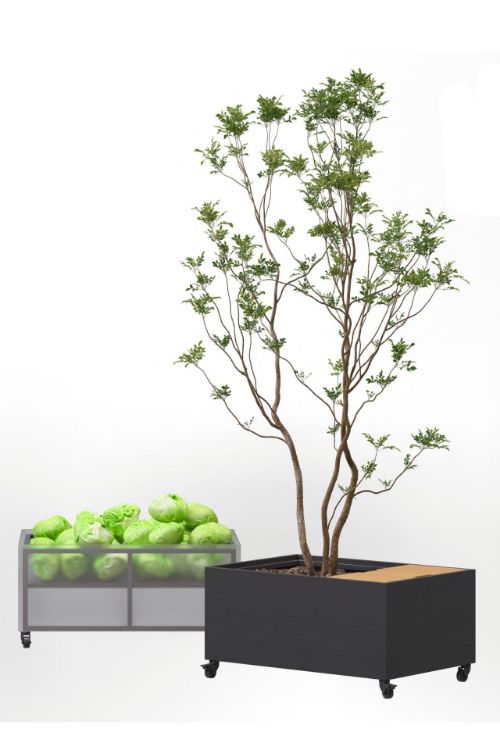 To bokser i frukt og grøntserien, Greora. Fra Smart Supply